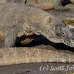 dragon_komodo_hsb_rinca_h_1906_kom4265.jpg